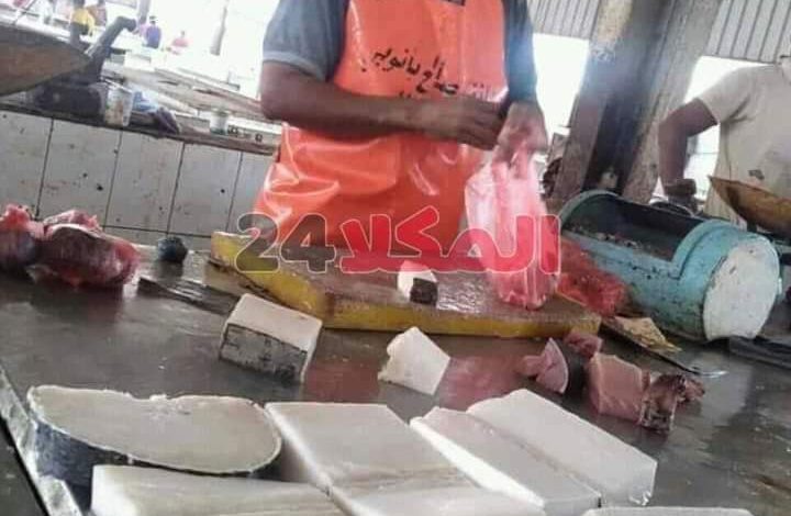 
		بالصور ولأول مرة في اليمن.. أسماك لحمها أبيض تباع في الأسواق والانتربول الدولي يصدر بلاغا حولها